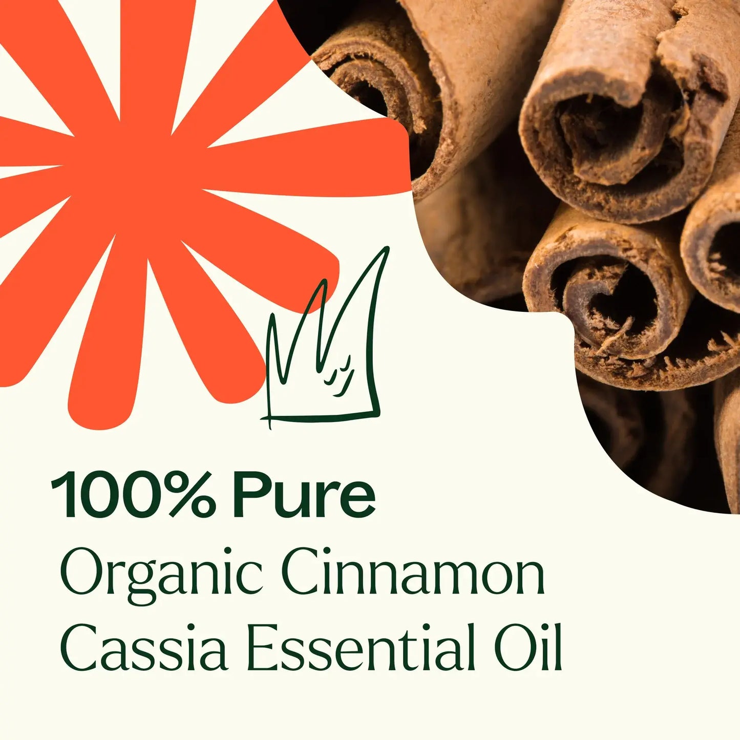 Plant Therapy - Organic Cinnamon Cassia Essential Oil 10mL
